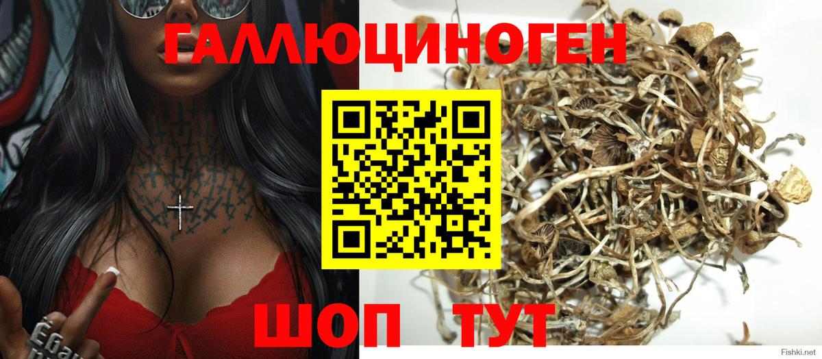 сколько стоит  Псилоцибиновые грибы GOLDEN TEACHER  Вход с VPN  Каменск-Шахтинский 